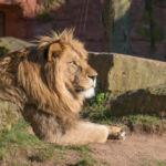Löwe genießt Sonne Sonnenbadender Löwe